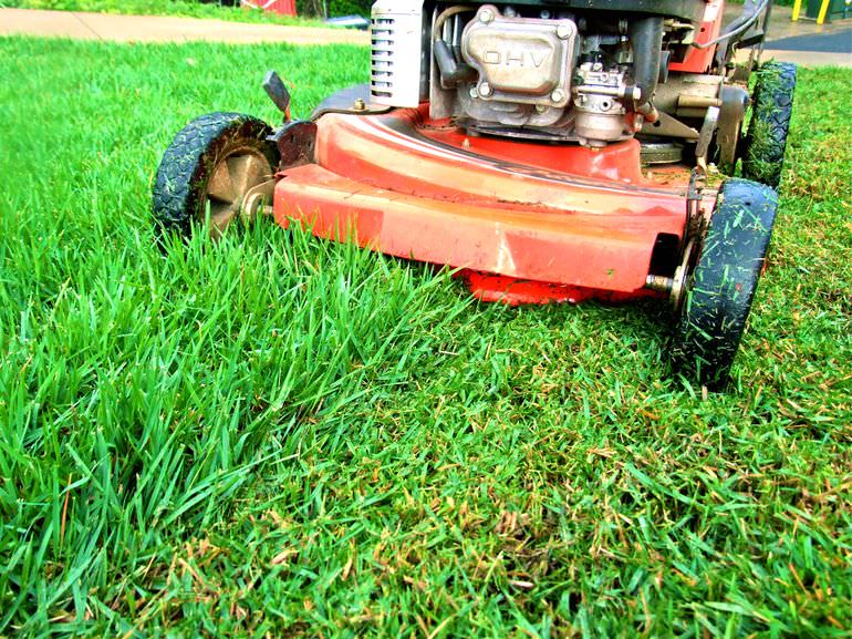 Когда первый раз после посадки газона производить стрижку травы?