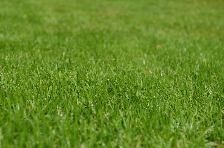 Когда первый раз после посадки газона производить стрижку травы?